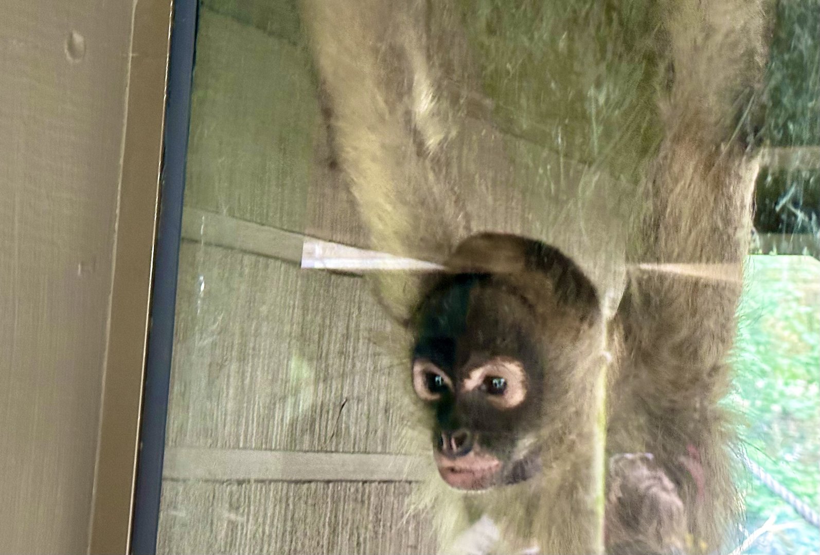 Spider monkey (Ateles geoffroyi)