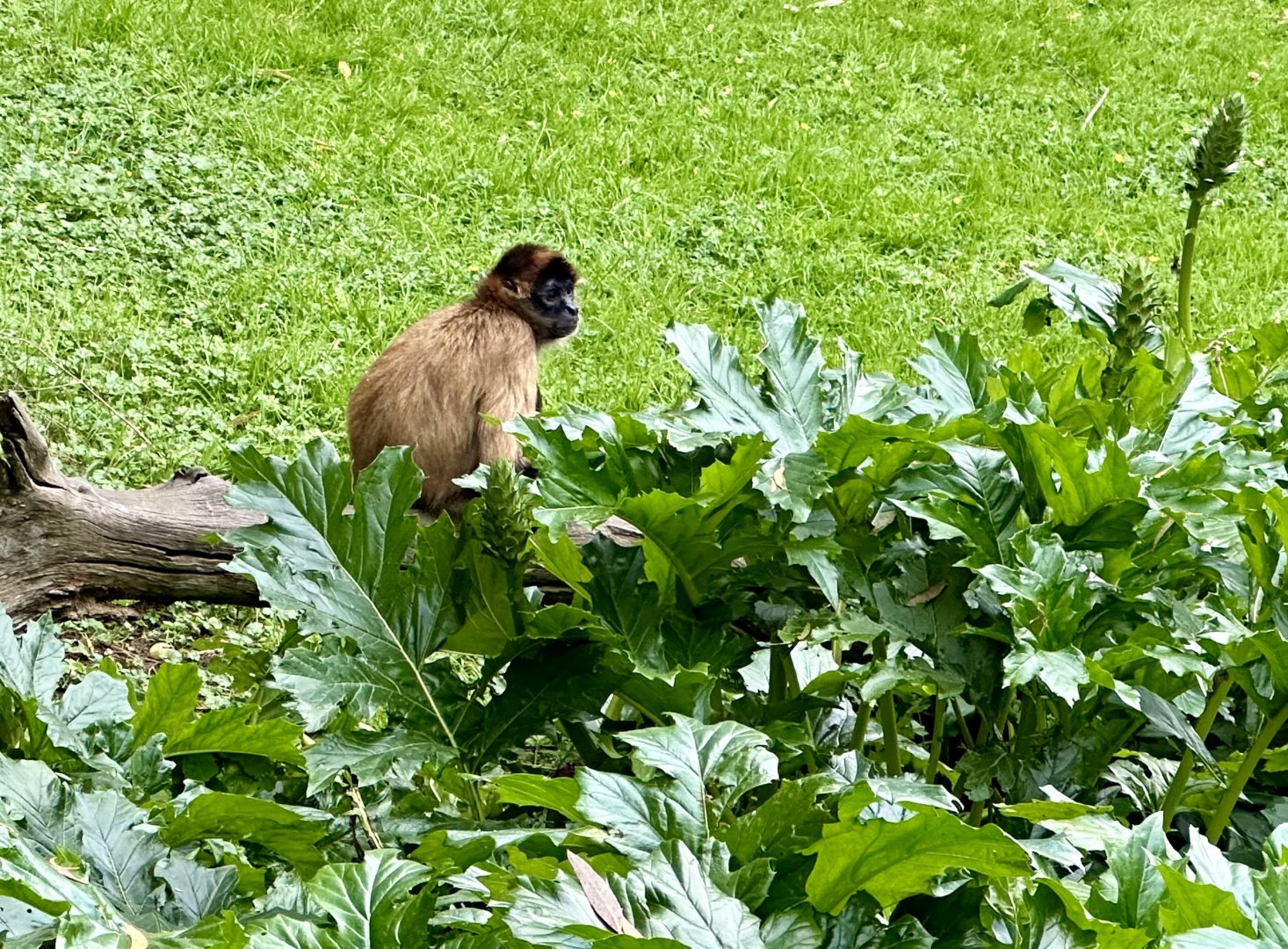 Spider Monkey (Ateles geoffroyi)