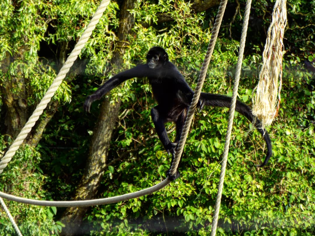 Spider Monkey Blackpool Zoo