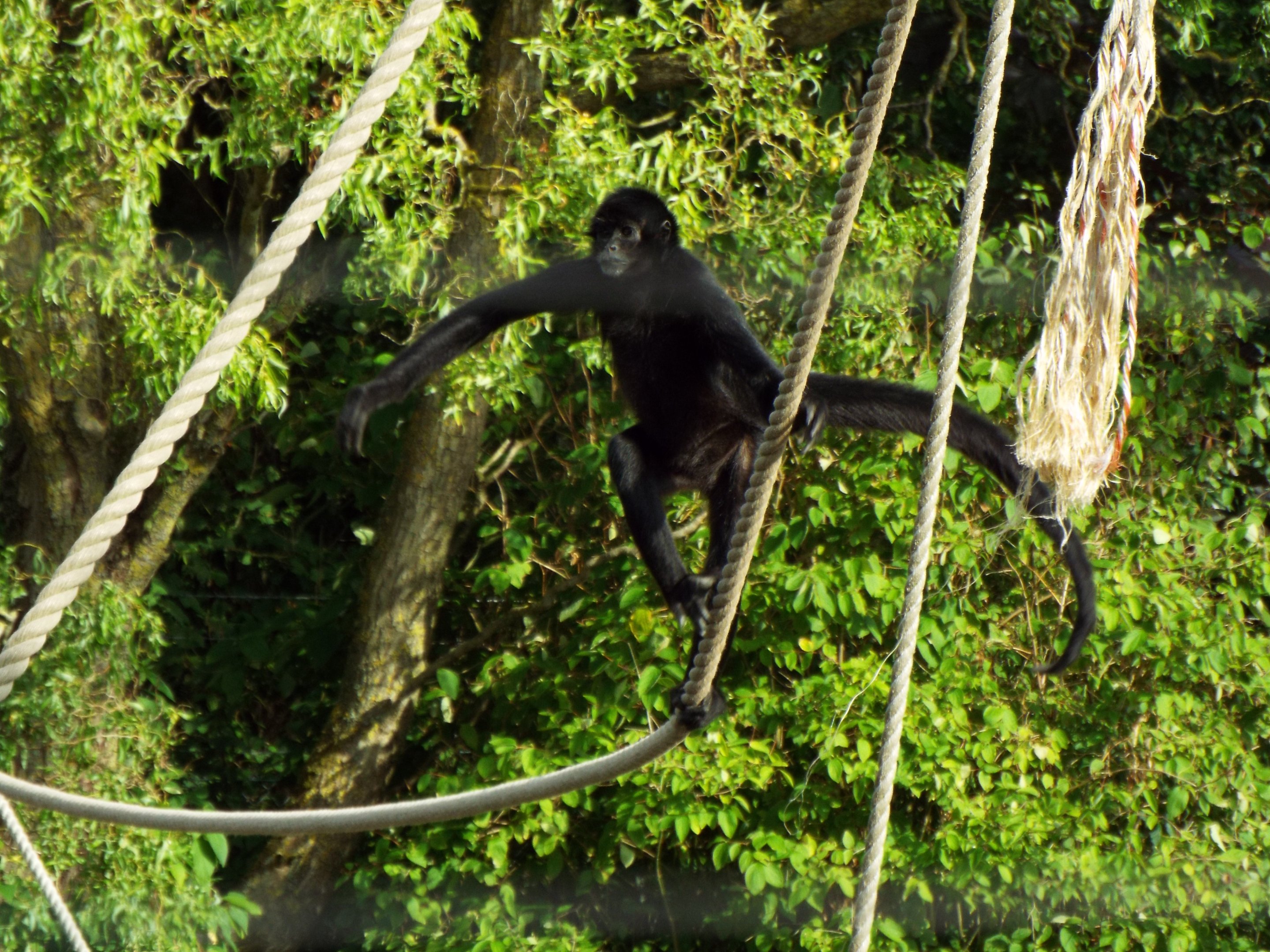 Spider Monkey Blackpool Zoo