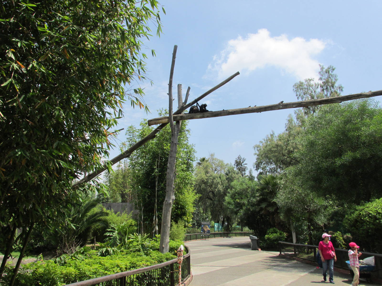 spider monkey bridge san juan de aragon zoo