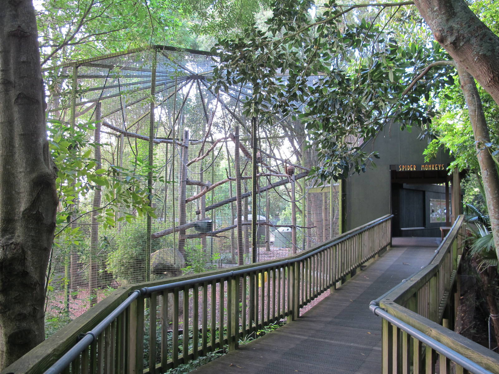 Spider Monkey Cage - Hamilton Zoo 2012