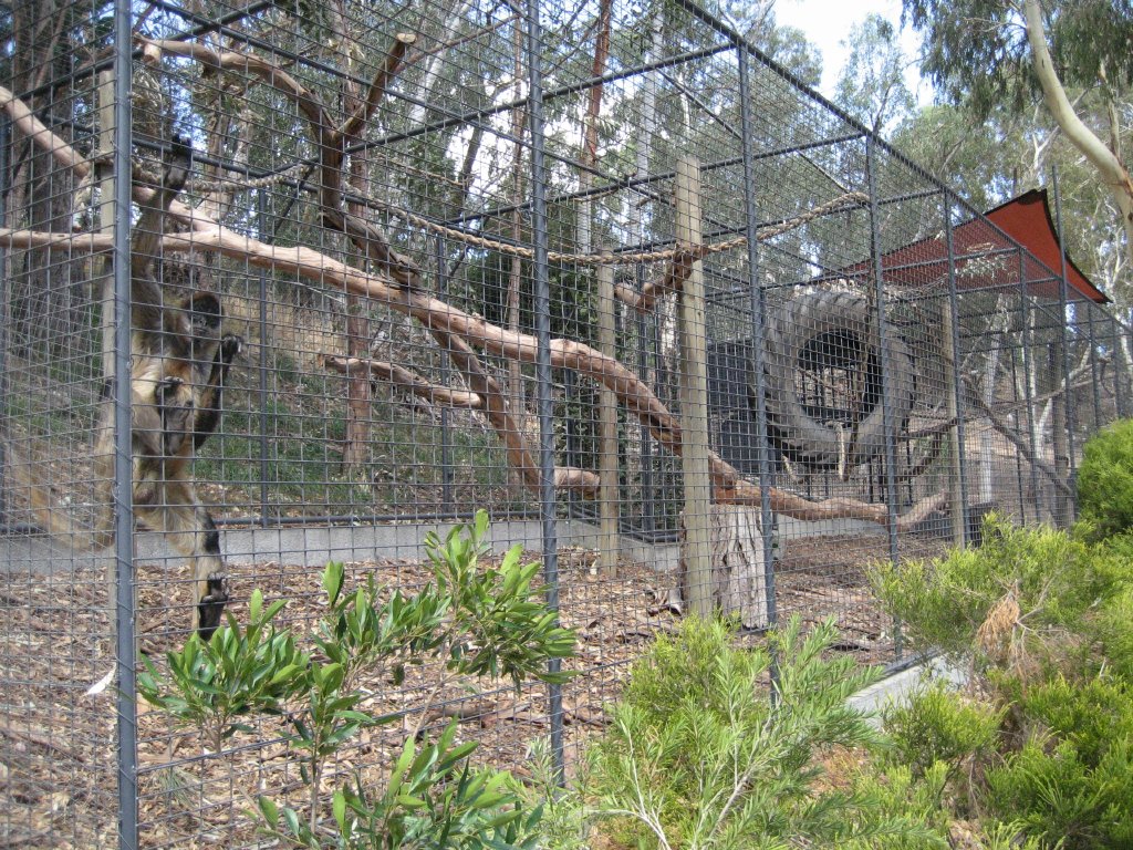 Spider Monkey cage