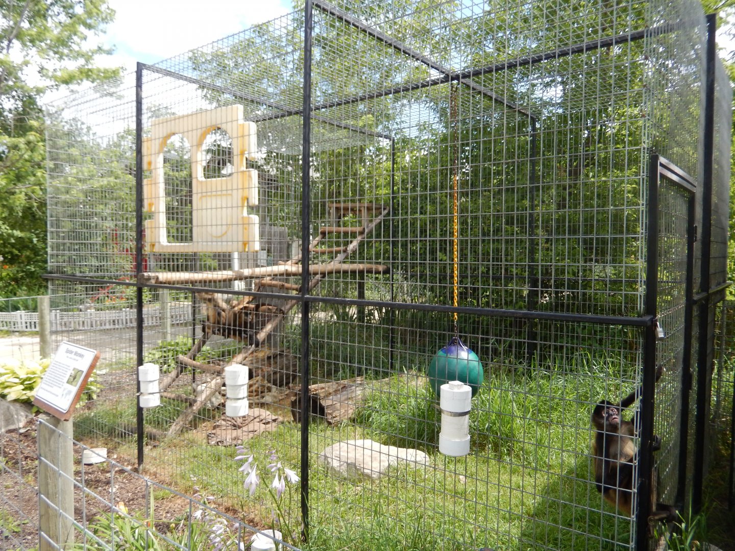 Spider Monkey Cage