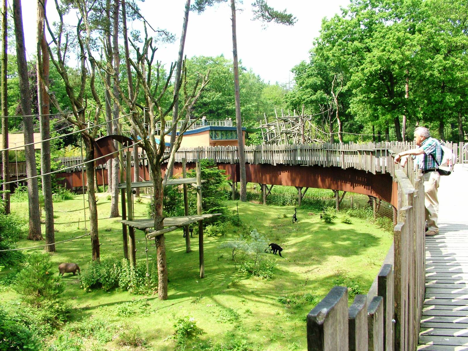 Spider Monkey/Capybara Exhibit at Apenheul, 30/05/12