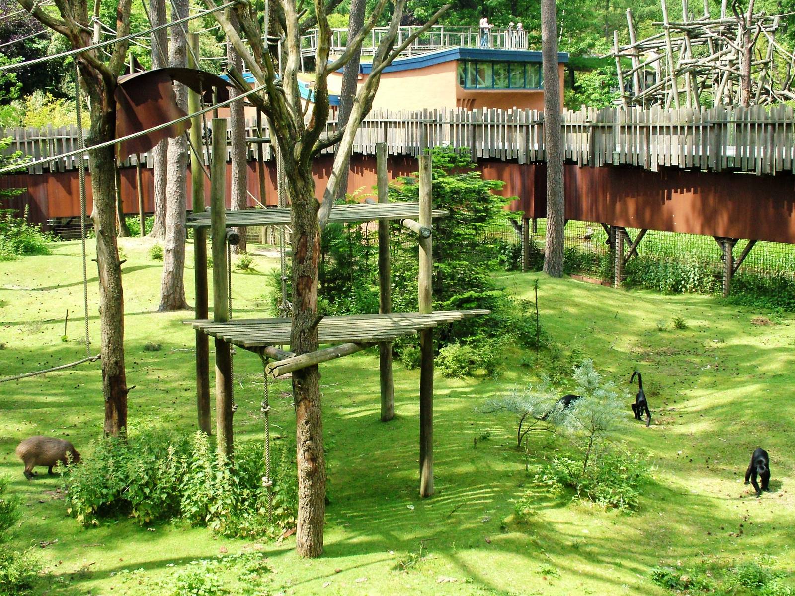 Spider Monkey/Capybara Exhibit at Apenheul, 30/05/12