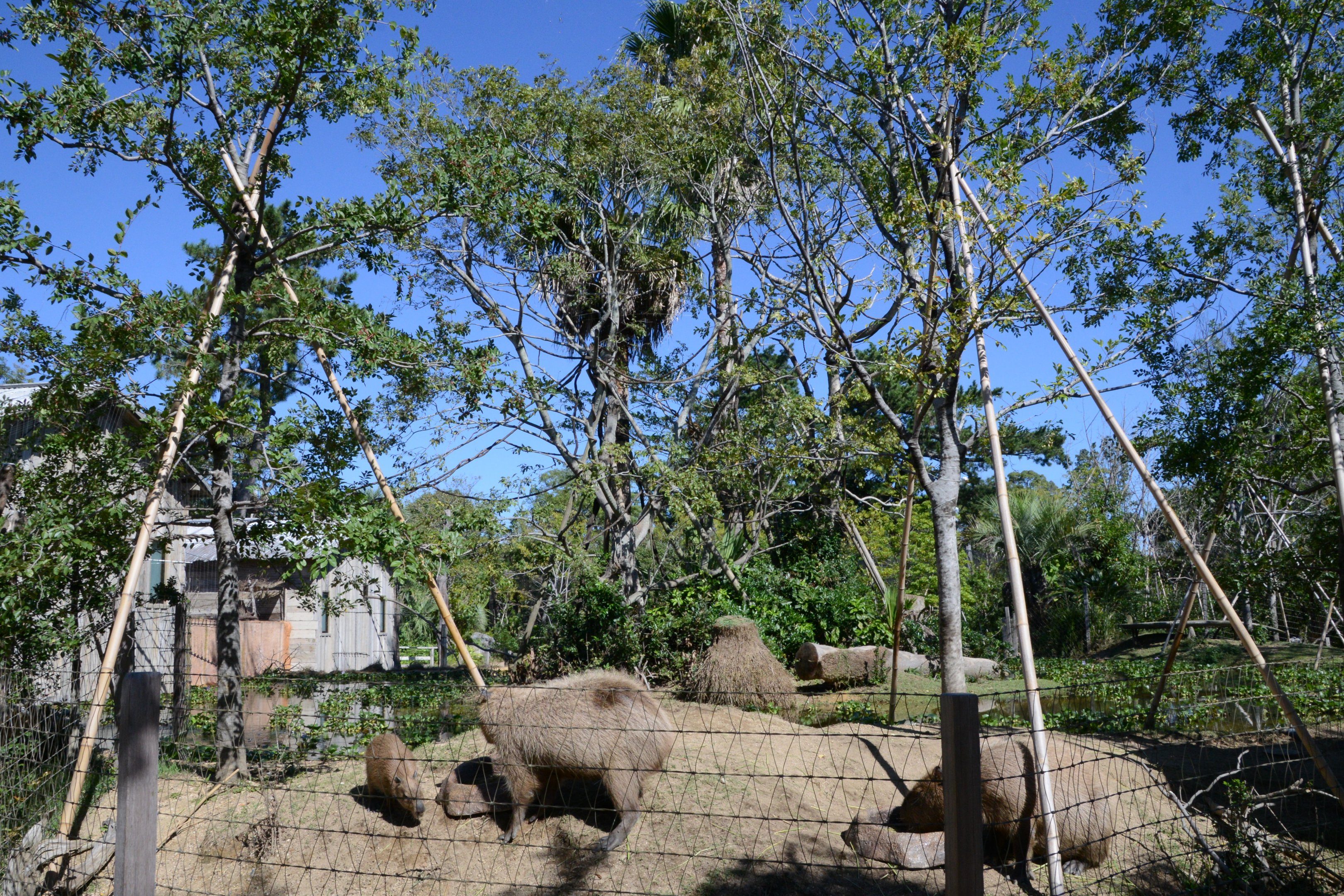 Spider monkey/Capybara Exhibit