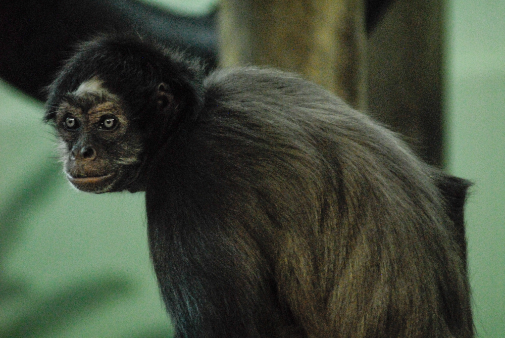 Spider Monkey - Clifton Zoo 2022