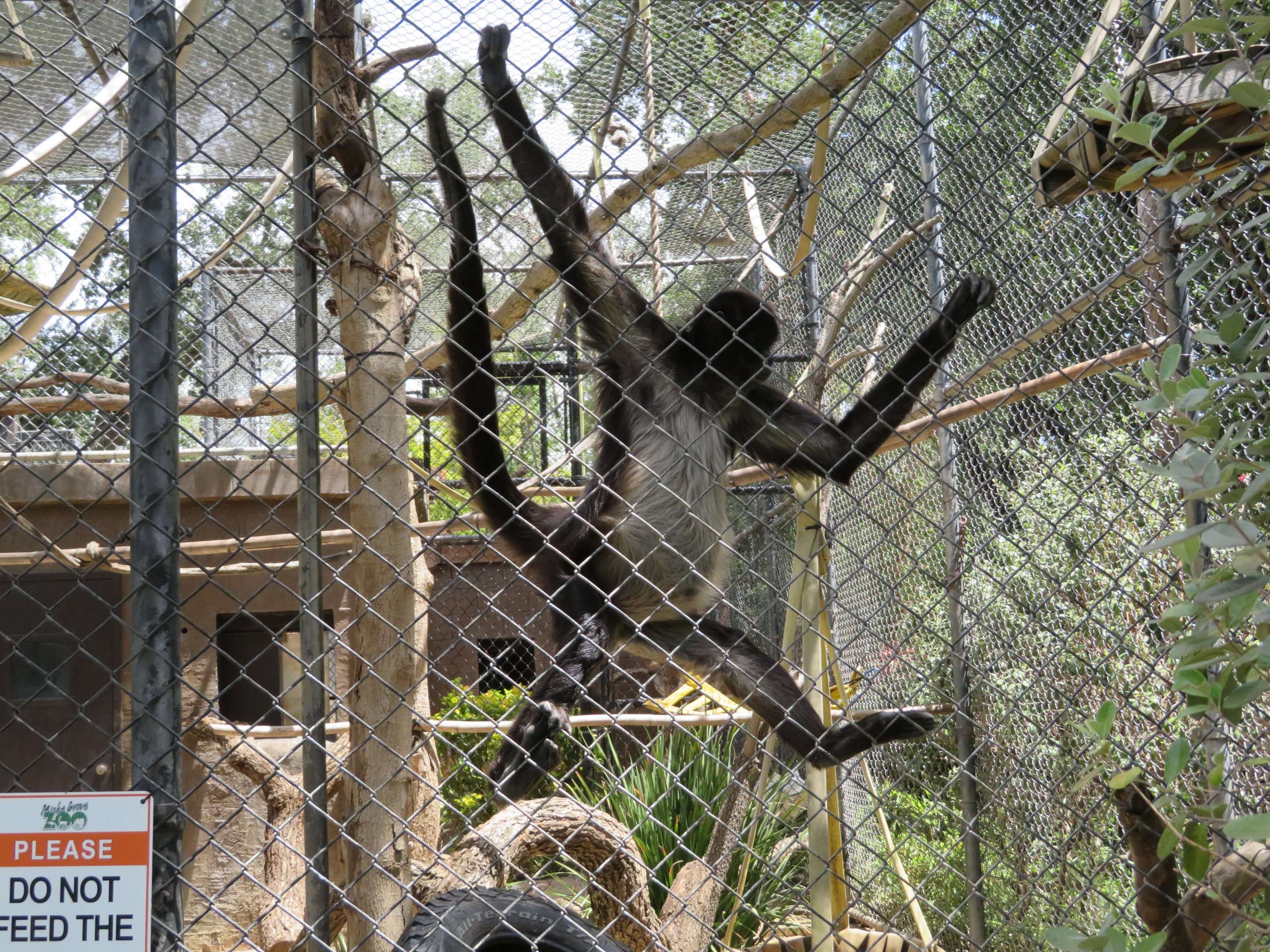 Spider Monkey Climbing Mesh