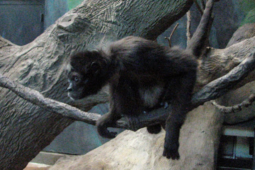 Spider Monkey "Elvis"