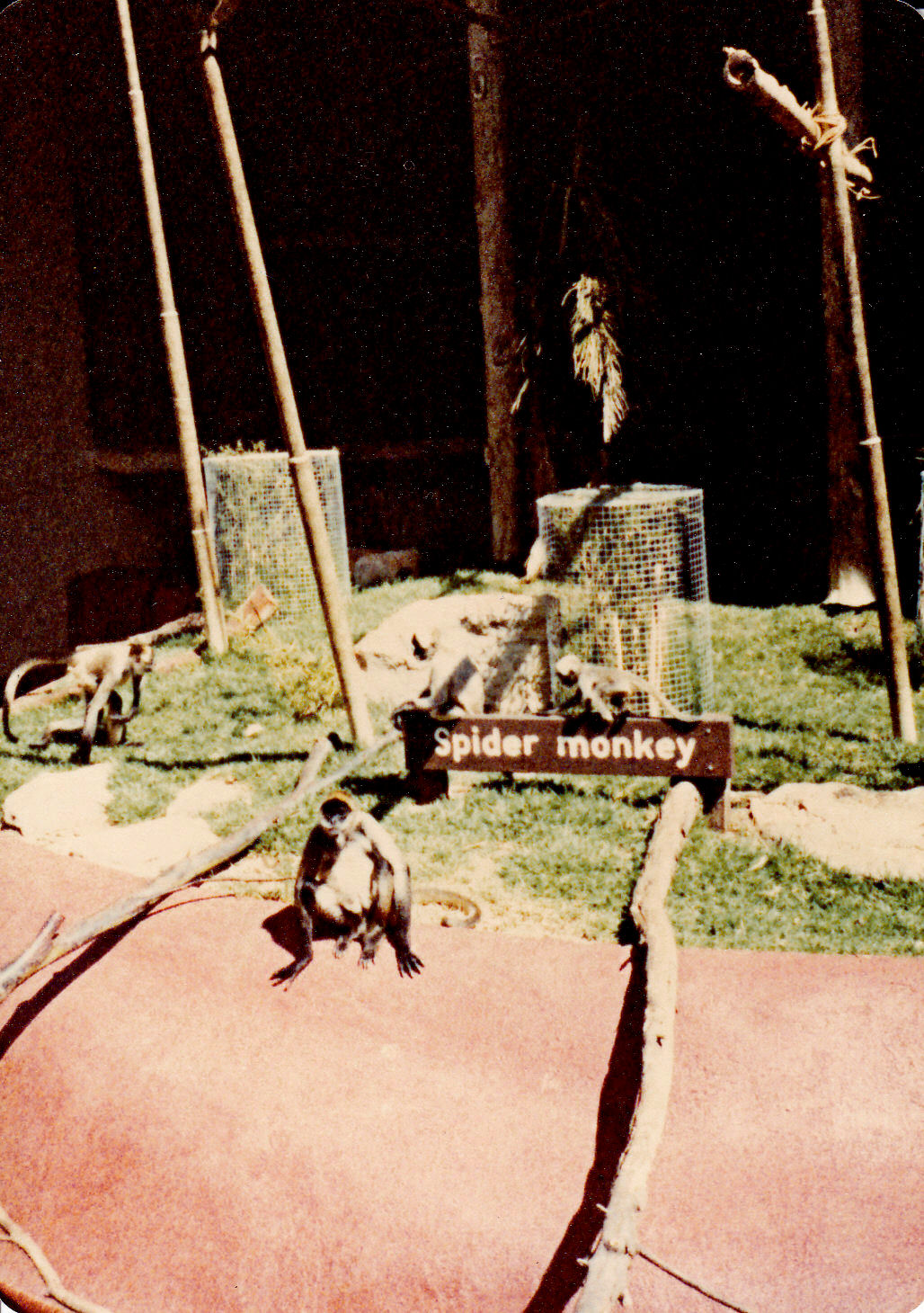 Spider Monkey enclosure - 1980
