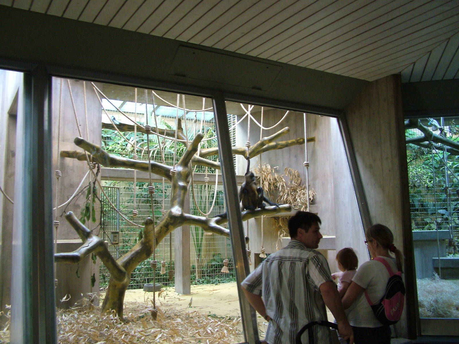 Spider Monkey enclosure at Basel Zoo 30/08/09