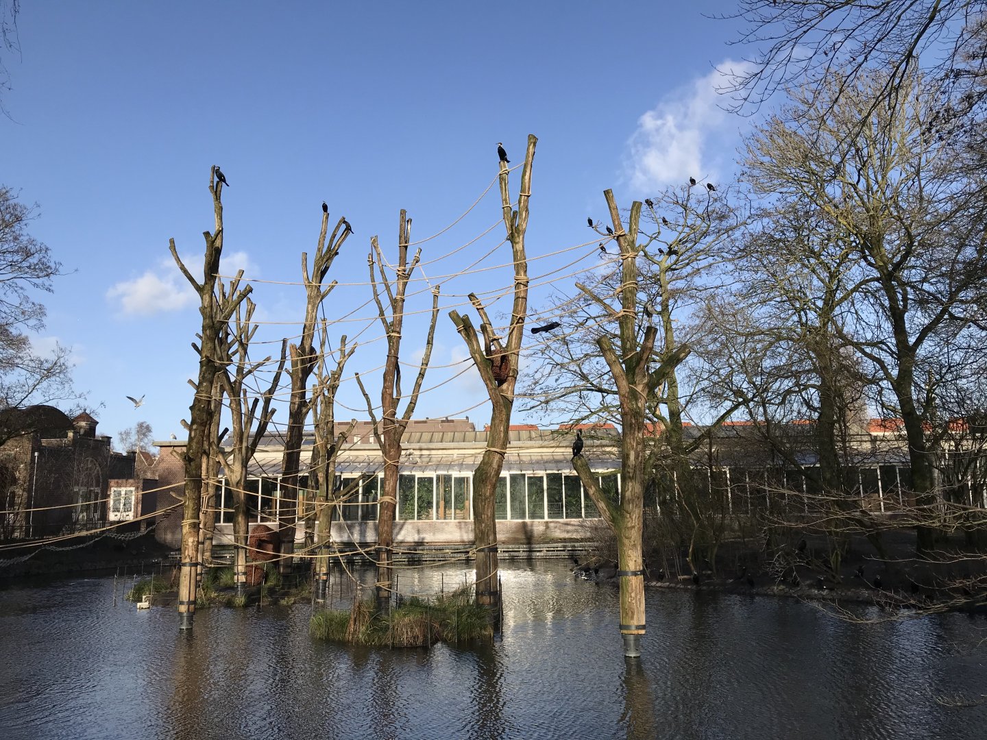 Spider monkey enclosure in winter