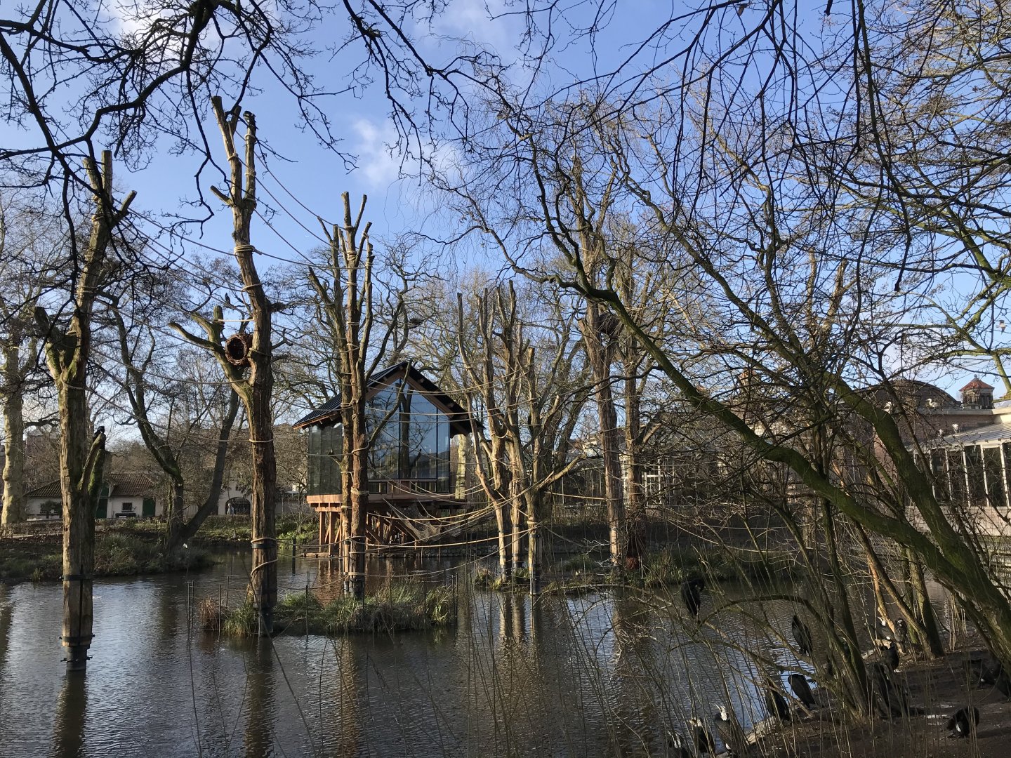 Spider monkey enclosure in winter