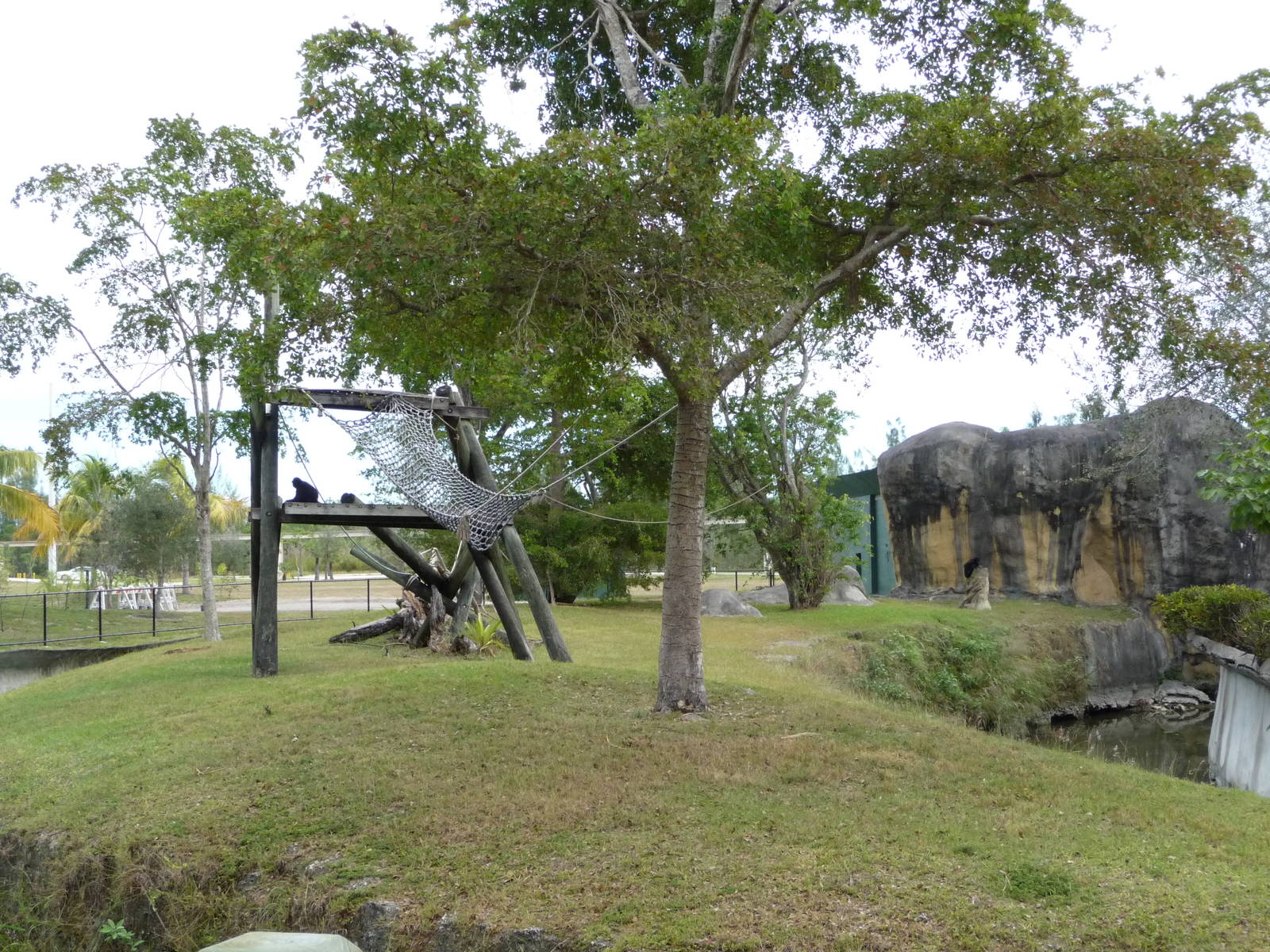 Spider Monkey Enclosure