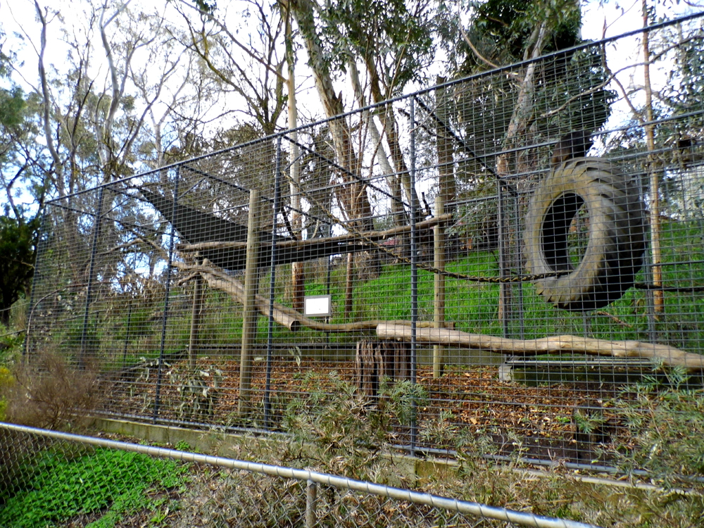 Spider Monkey Enclosure