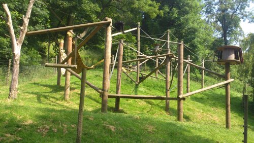 Spider Monkey Enclosure