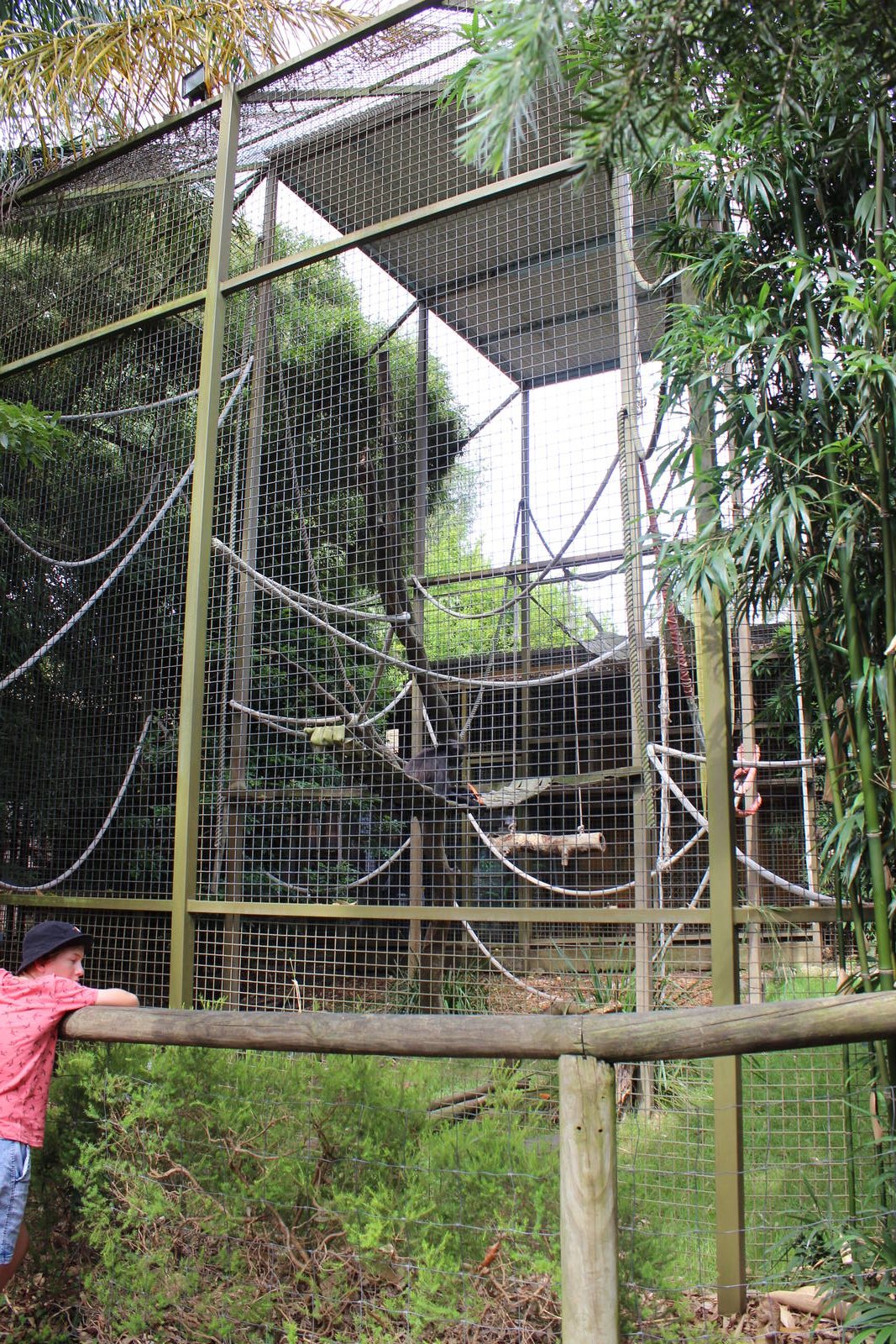Spider Monkey enclosure