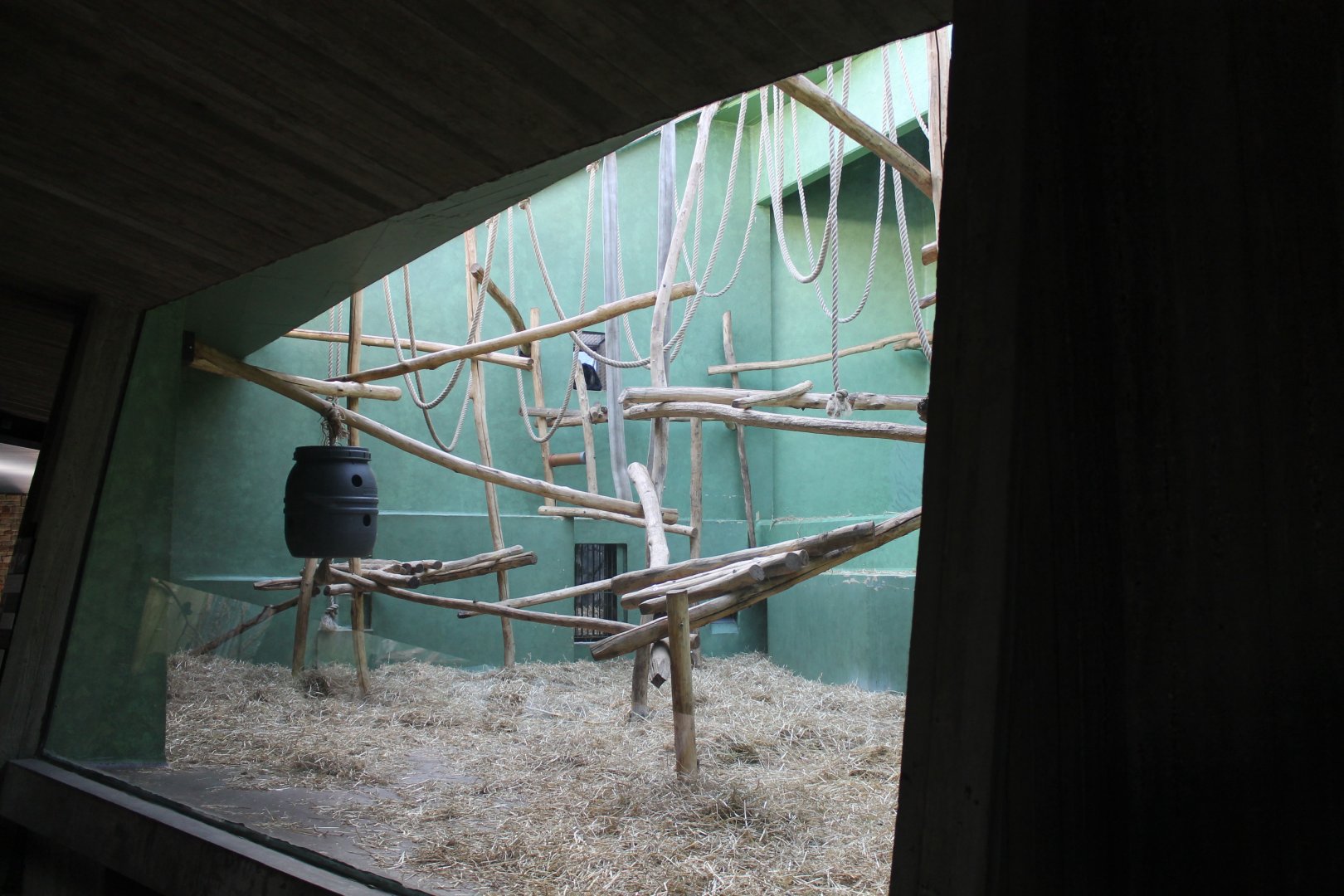 Spider monkey-enclosure