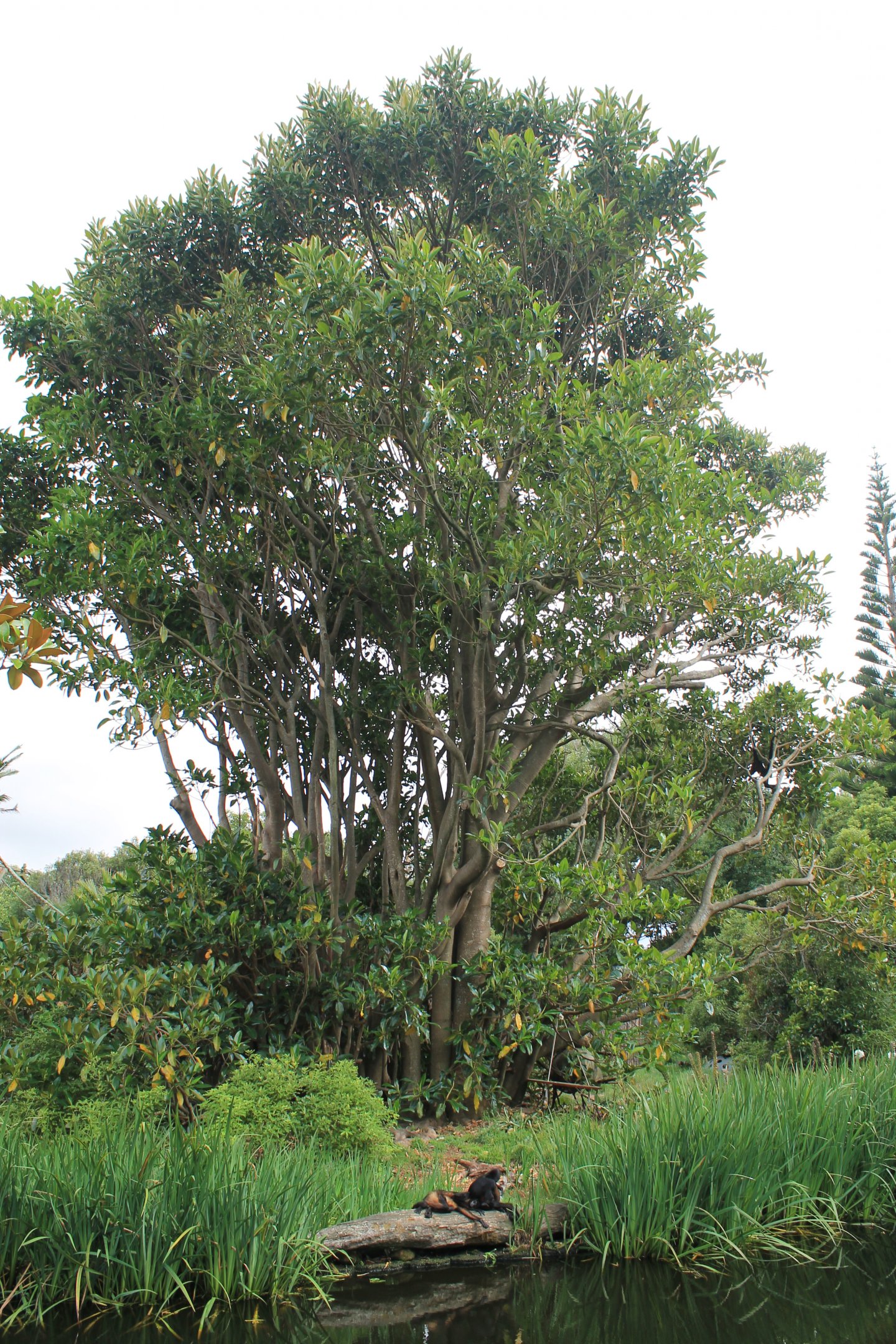 Spider Monkey enclosure