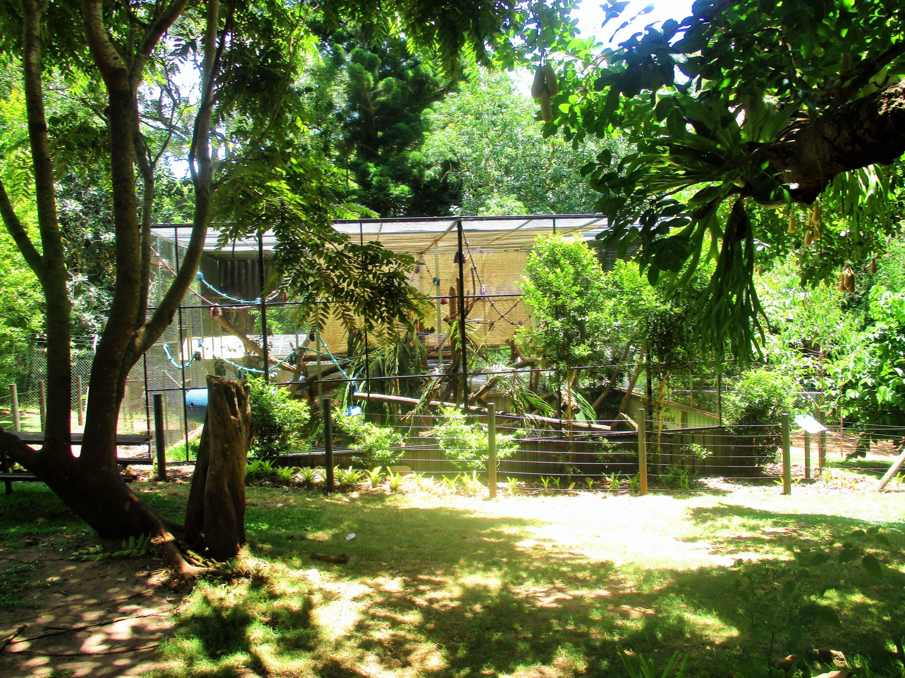 Spider Monkey Enclosure