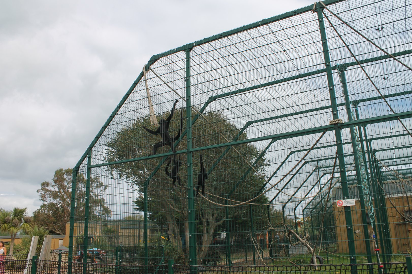 Spider Monkey Enclosure