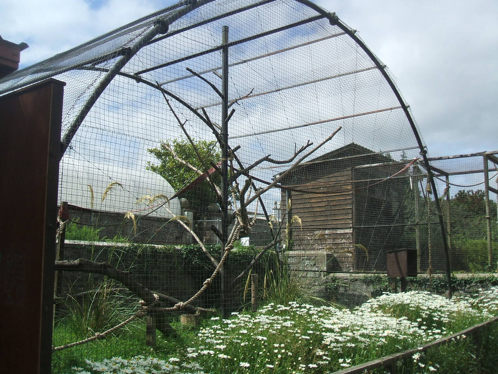 Spider Monkey enclosure