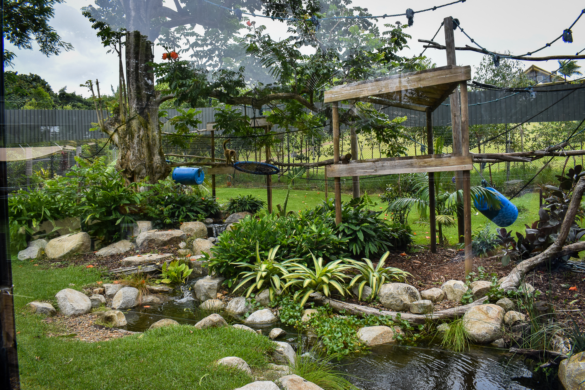 Spider Monkey Enclosure