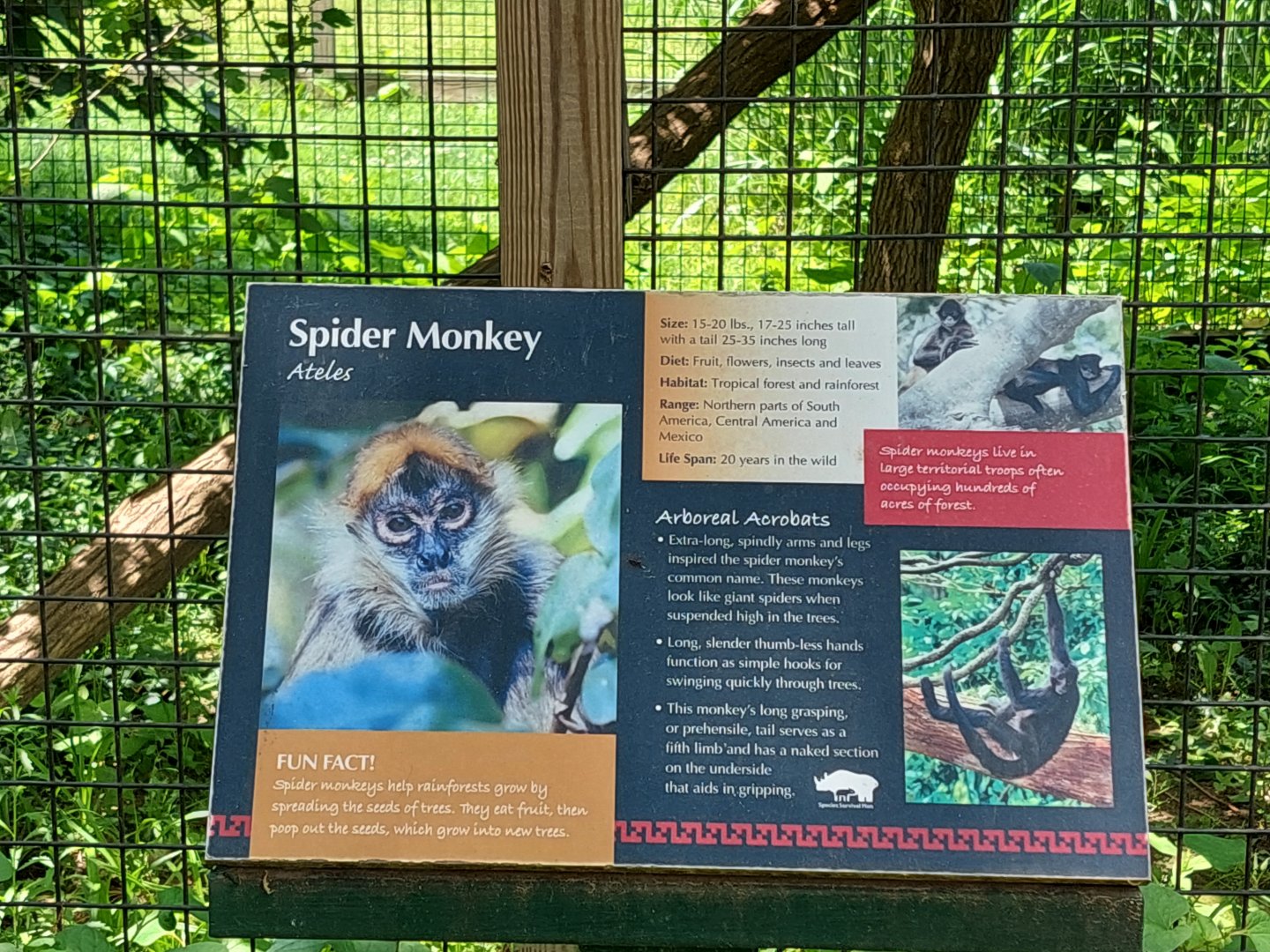 Spider Monkey Enclosure