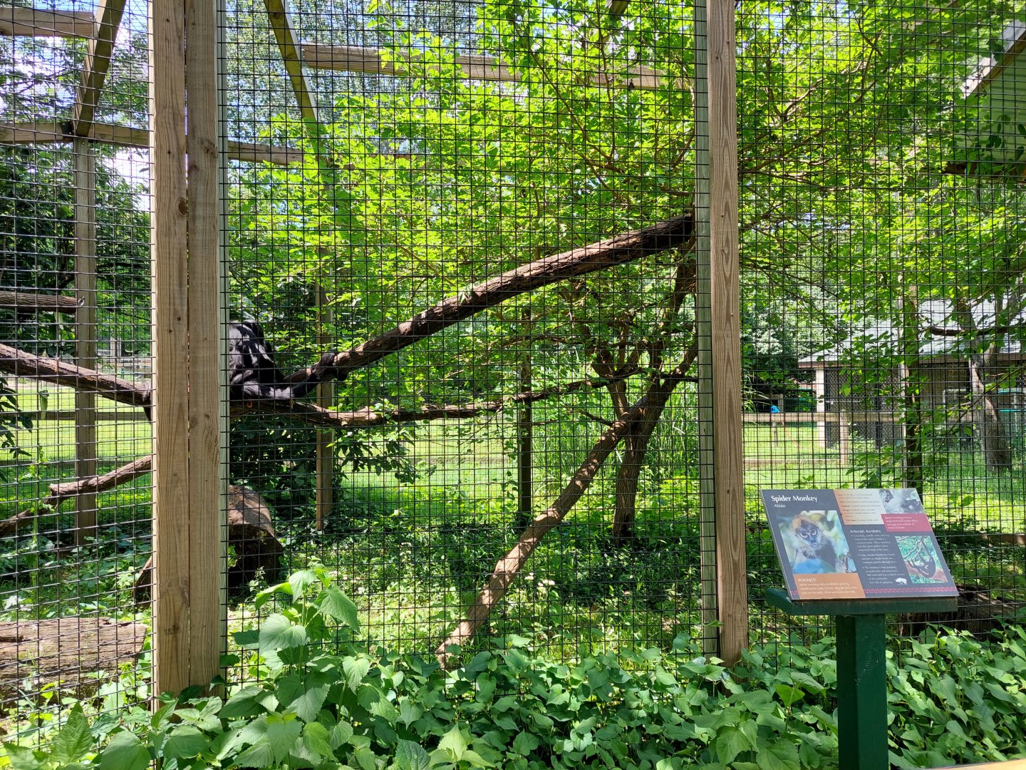 Spider Monkey Enclosure