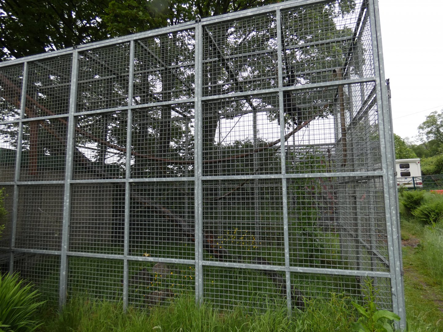 Spider monkey enclosure