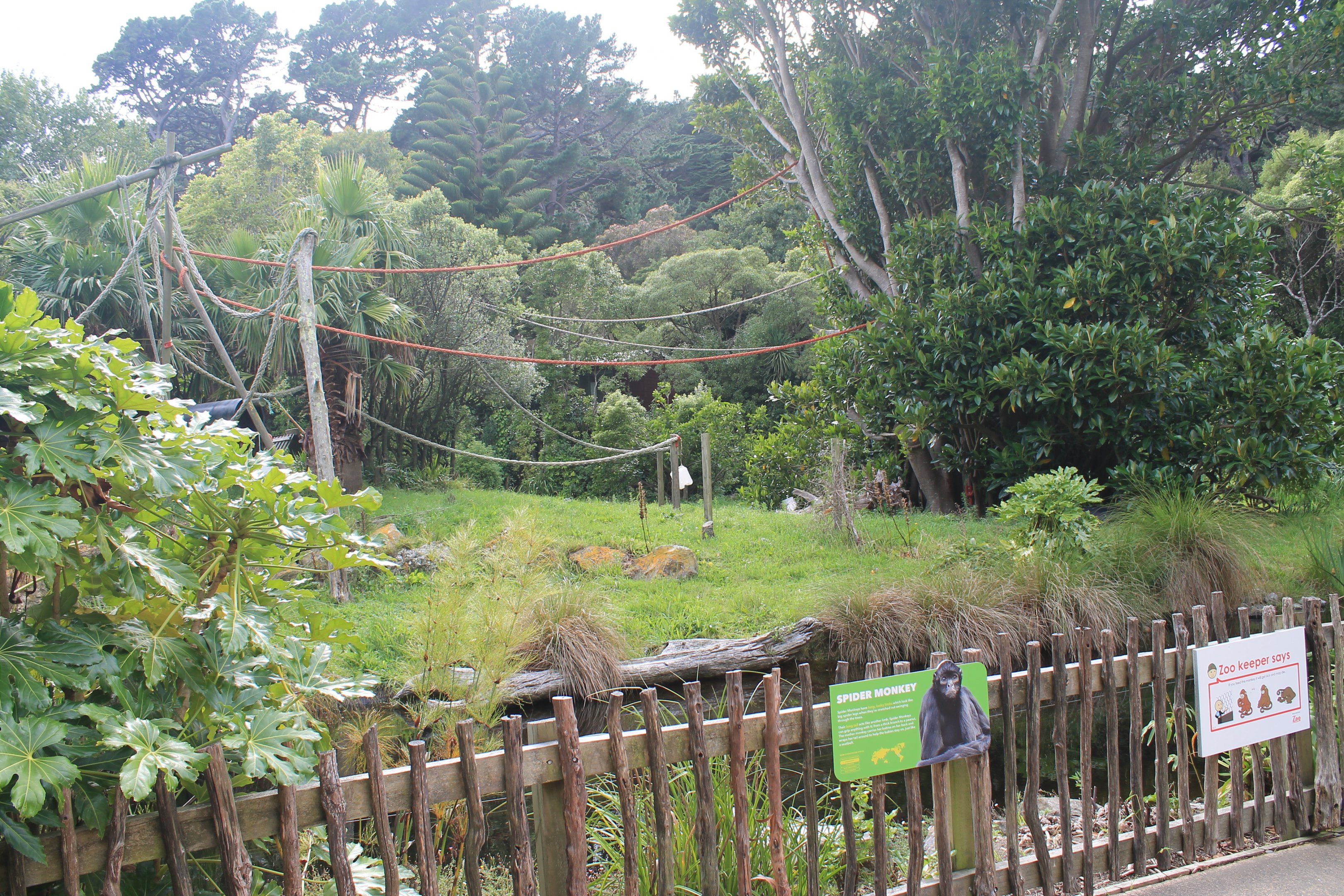 Spider Monkey enclosure