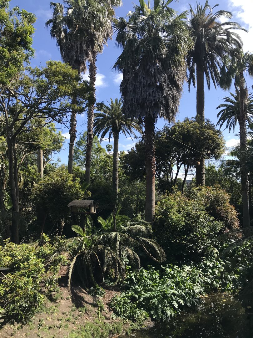 Spider Monkey enclosure