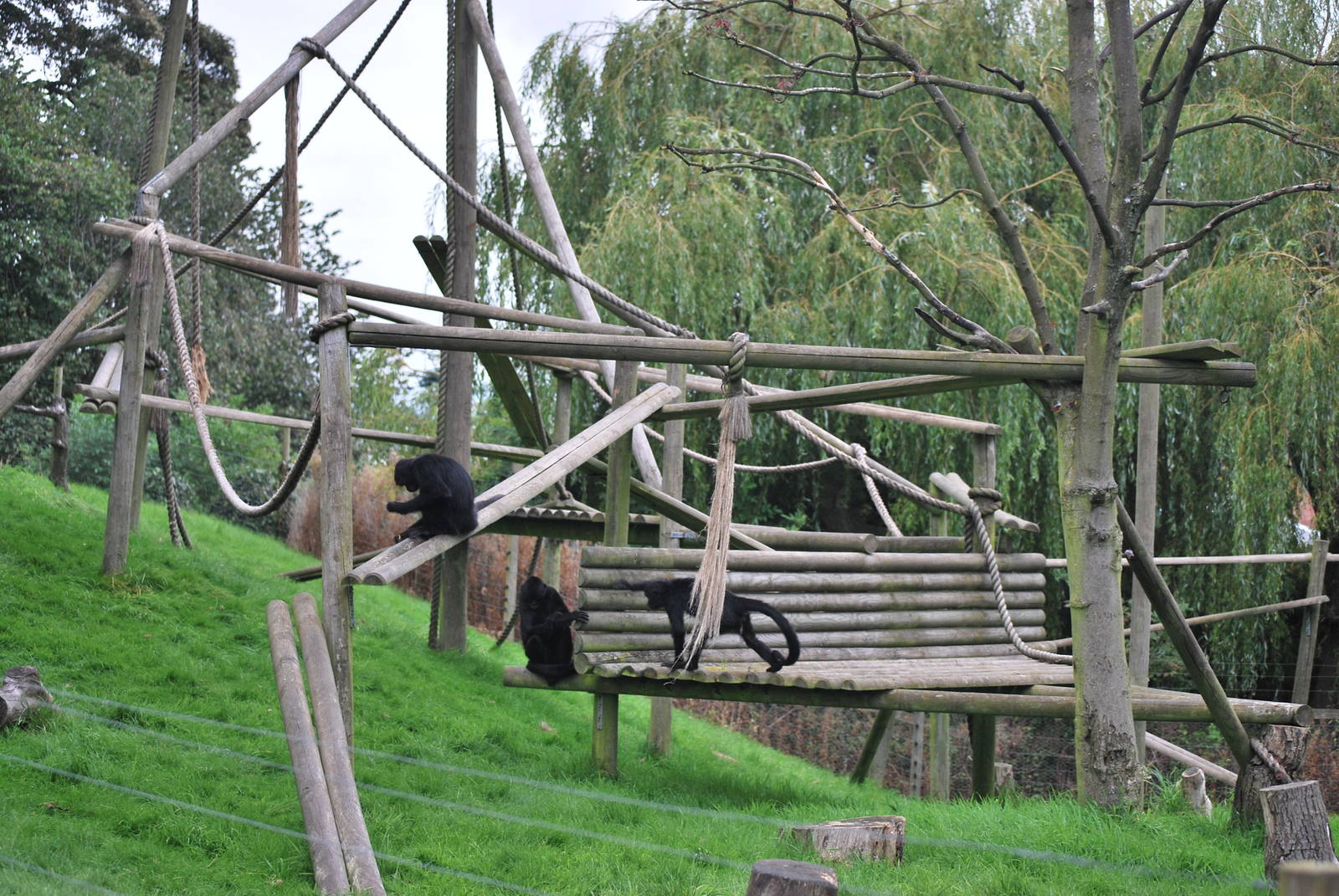 Spider monkey enclosure