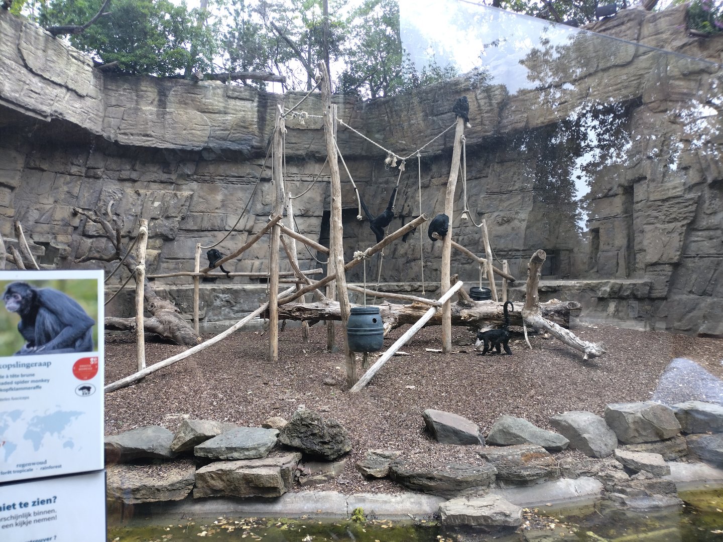 Spider monkey enclosure