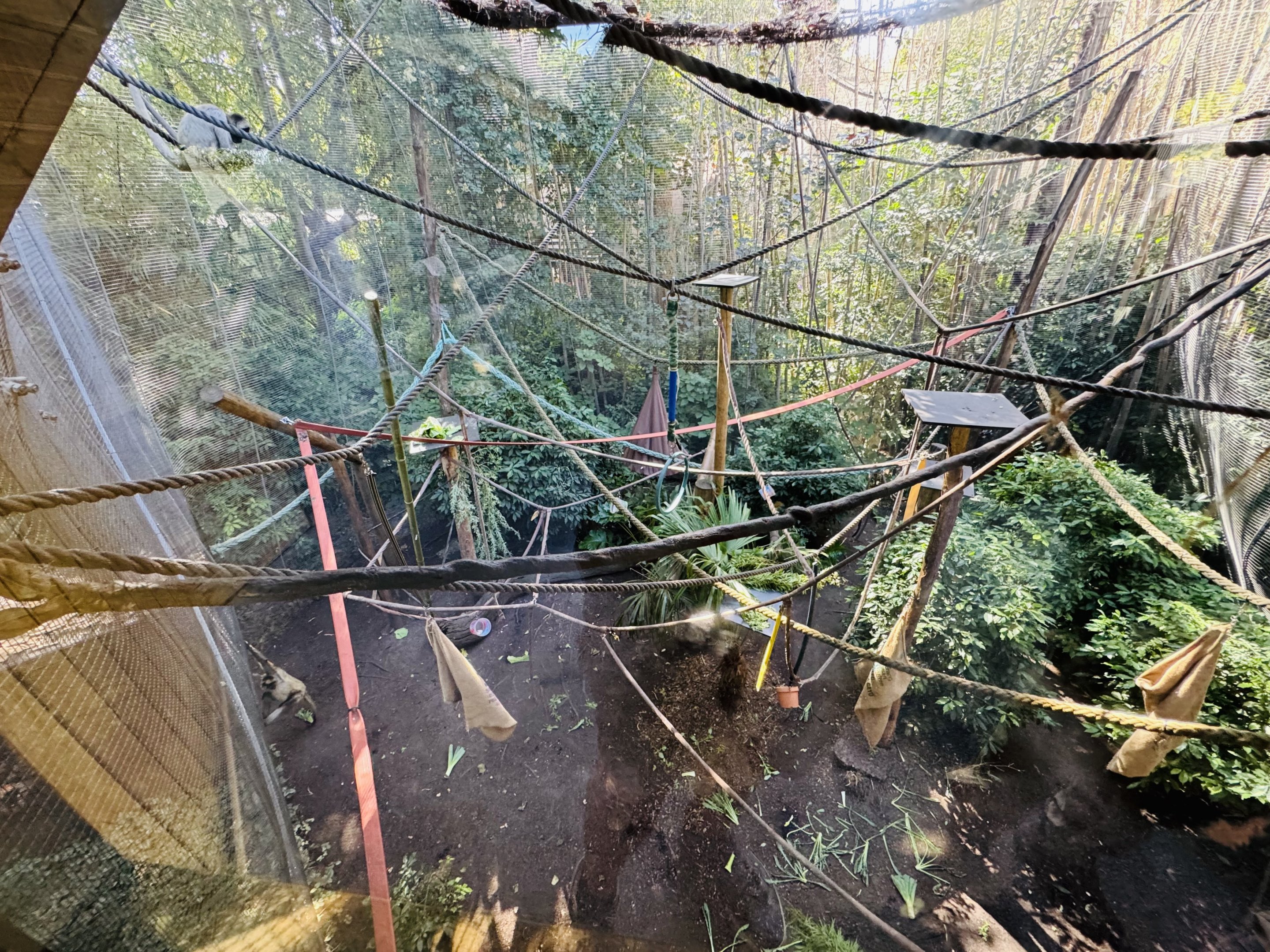 Spider monkey enclosure