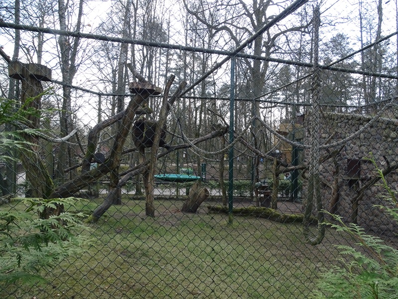Spider monkey enclosure
