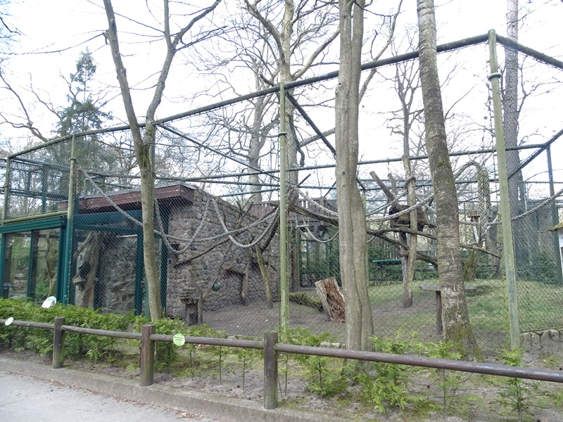 Spider monkey enclosure