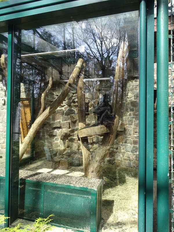 Spider monkey enclosure