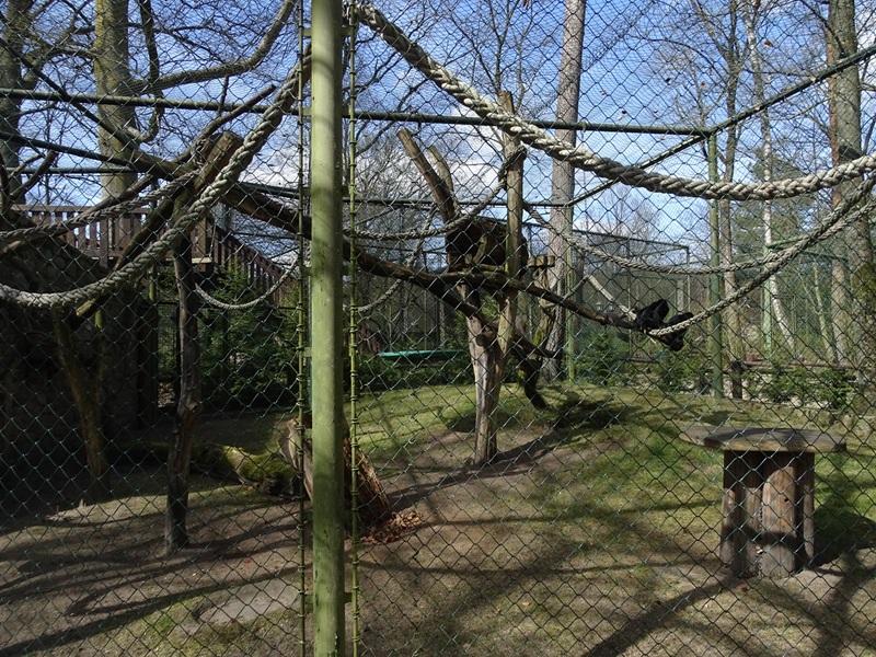 Spider monkey enclosure