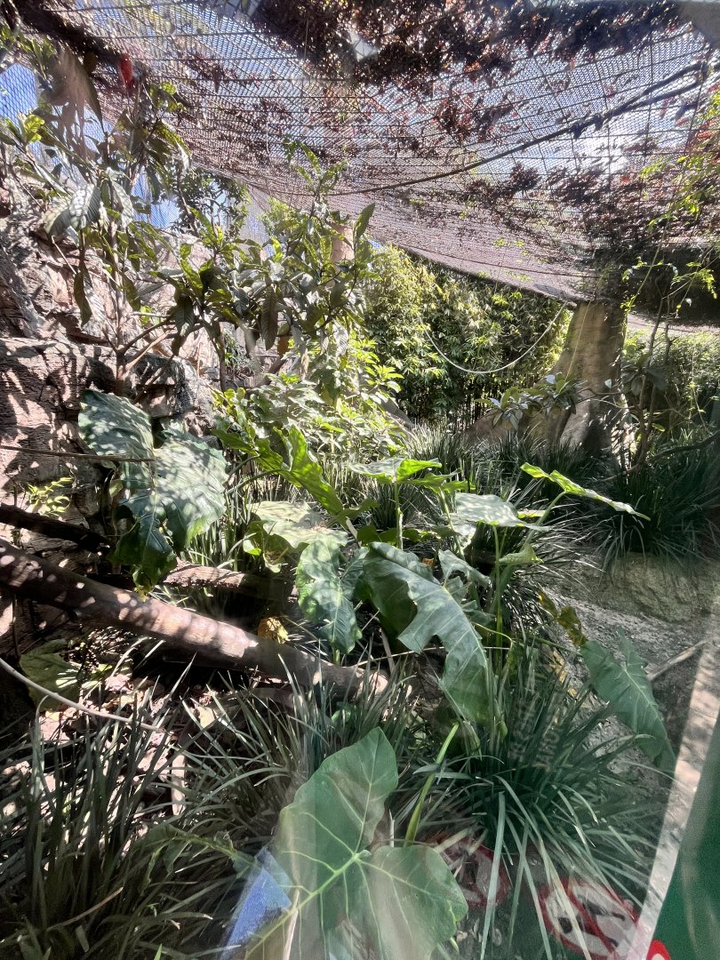 spider monkey enclosure