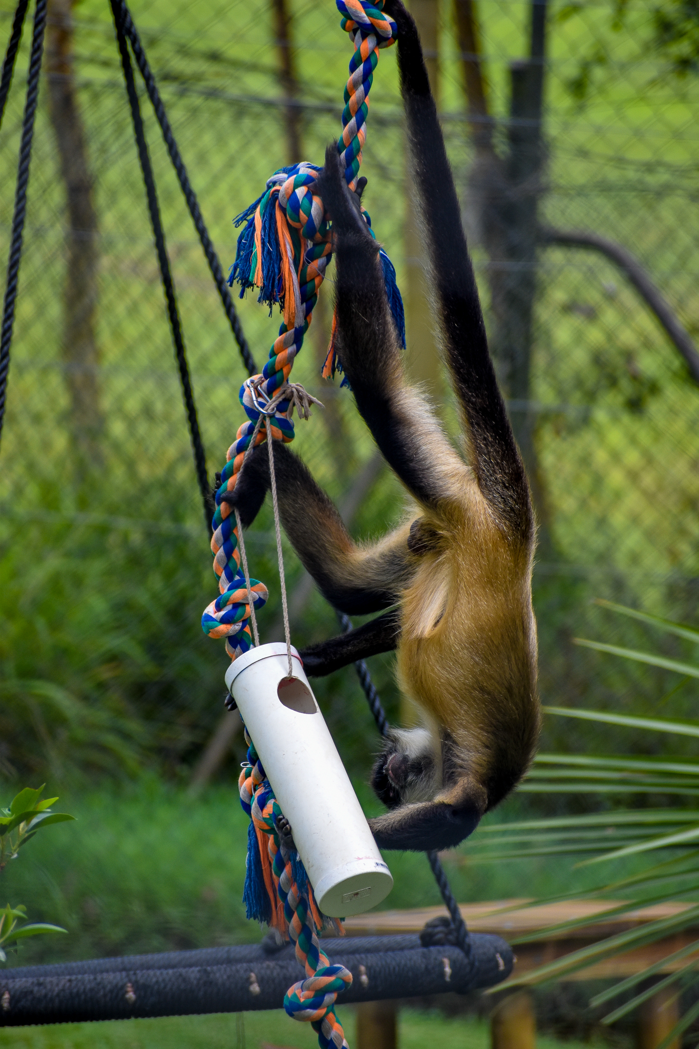 Spider Monkey Enrichment