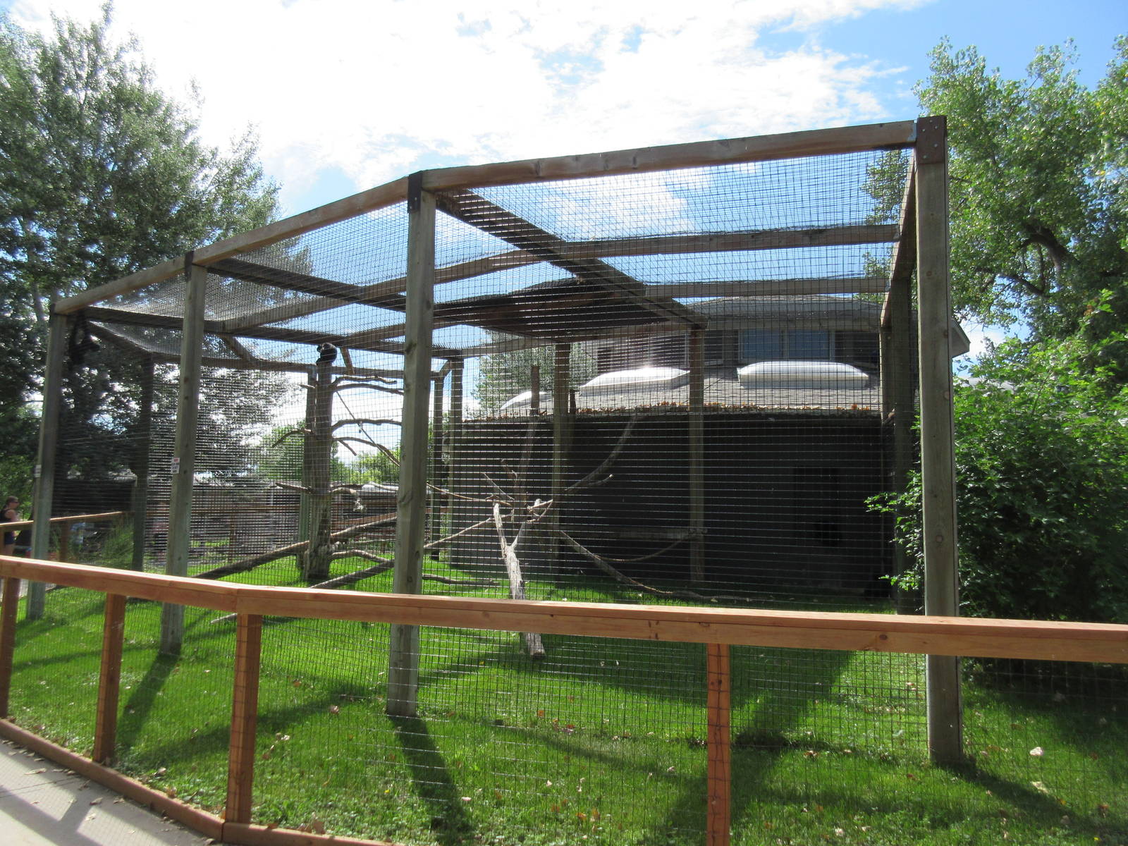 Spider Monkey Exhibit #1