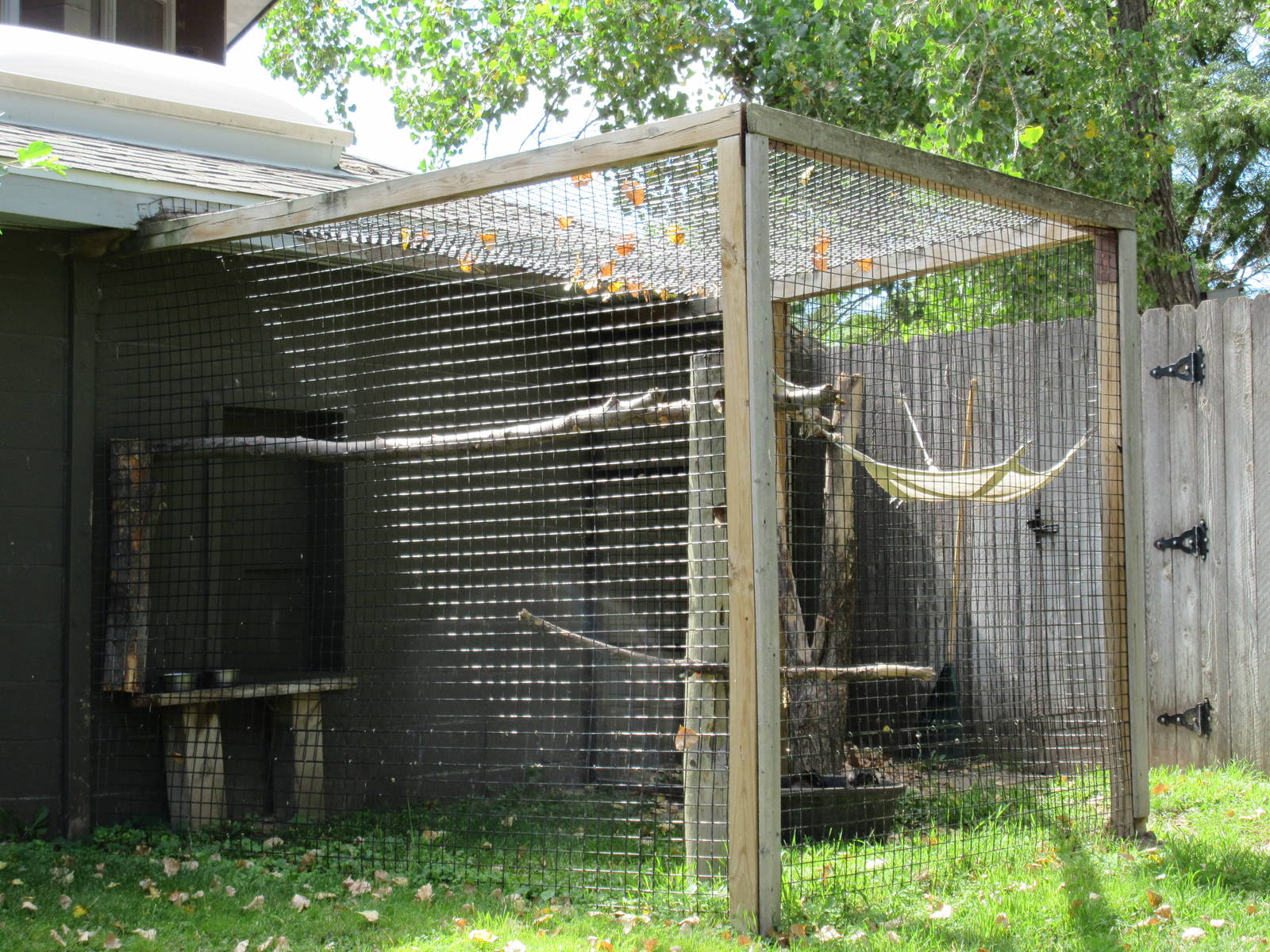 Spider Monkey Exhibit #2 (ex-pet monkey lives solo)