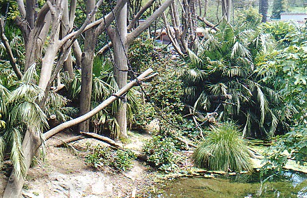 Spider monkey exhibit @ Auckland zoo