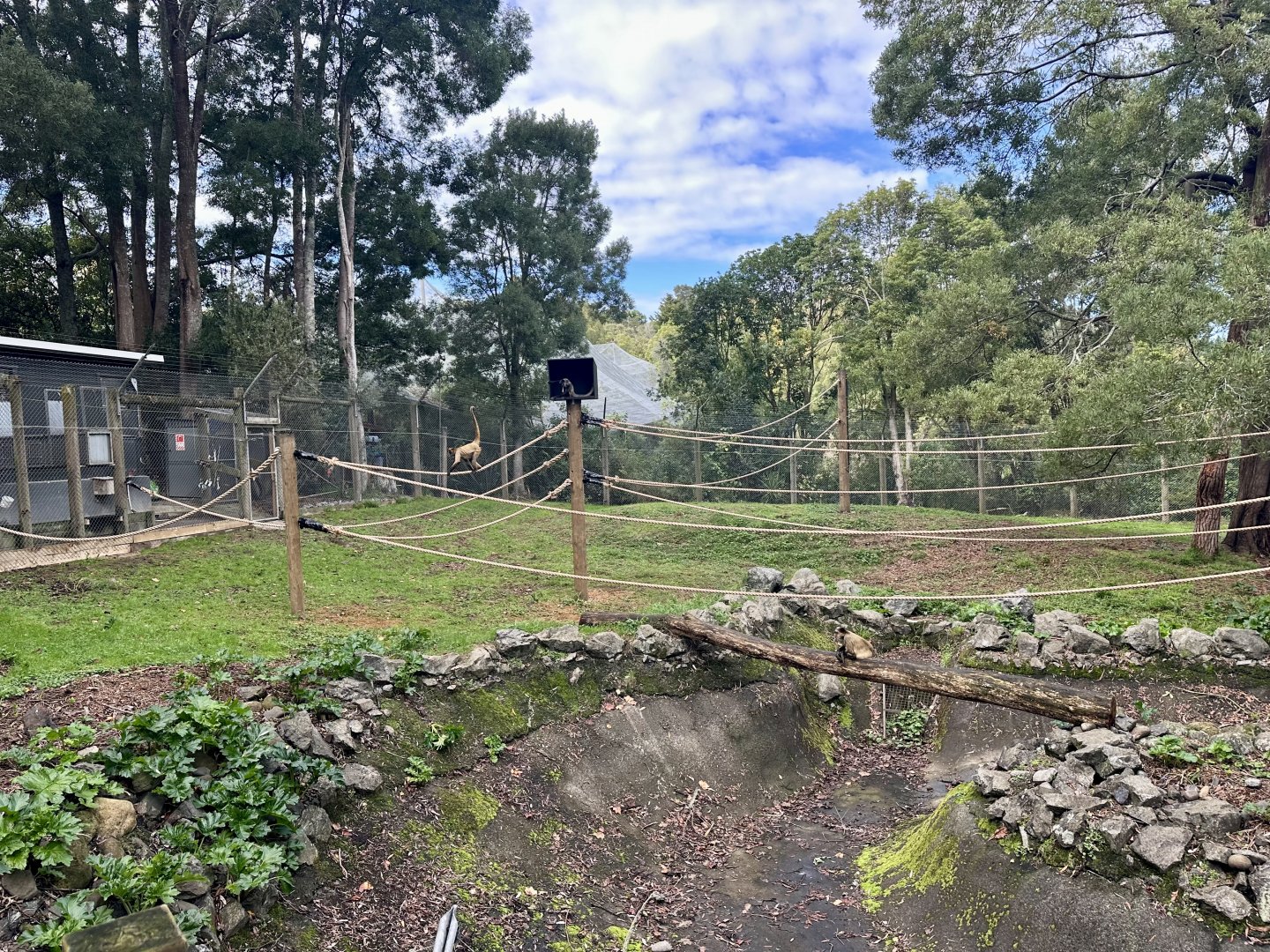 Spider Monkey Exhibit (New Ropes)
