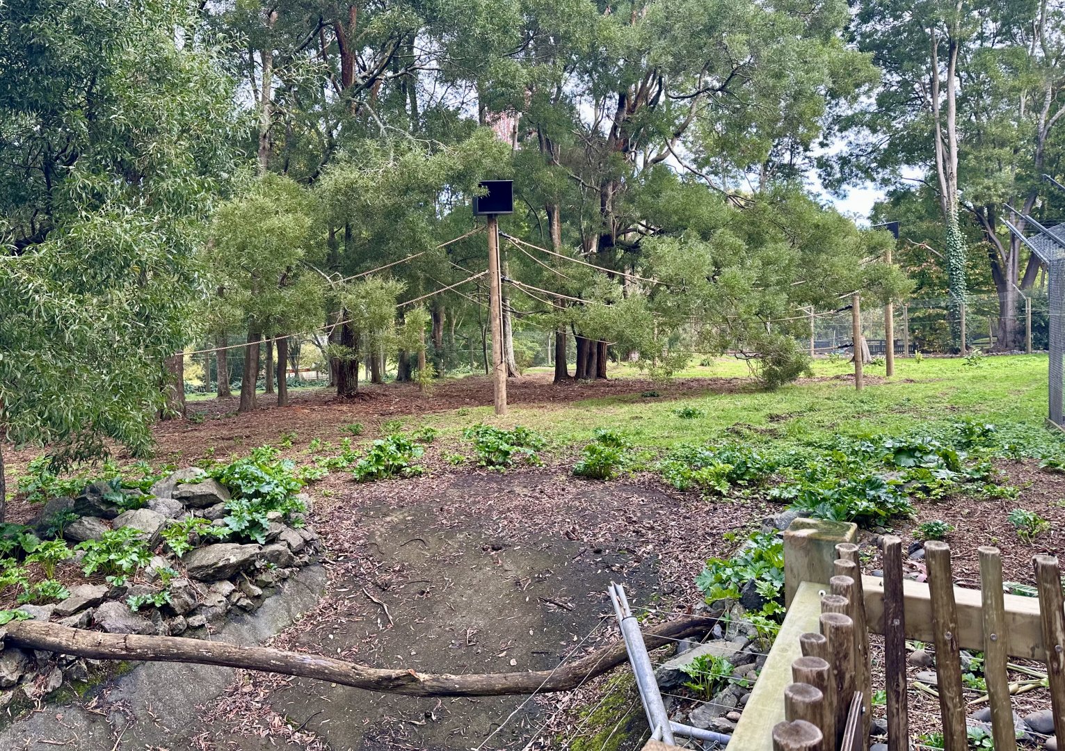 Spider Monkey Exhibit (New Ropes)