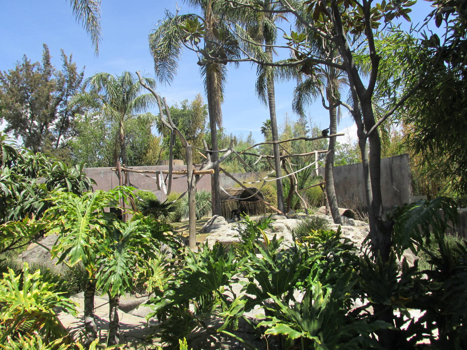 spider monkey exhibit san juan de aragon zoo