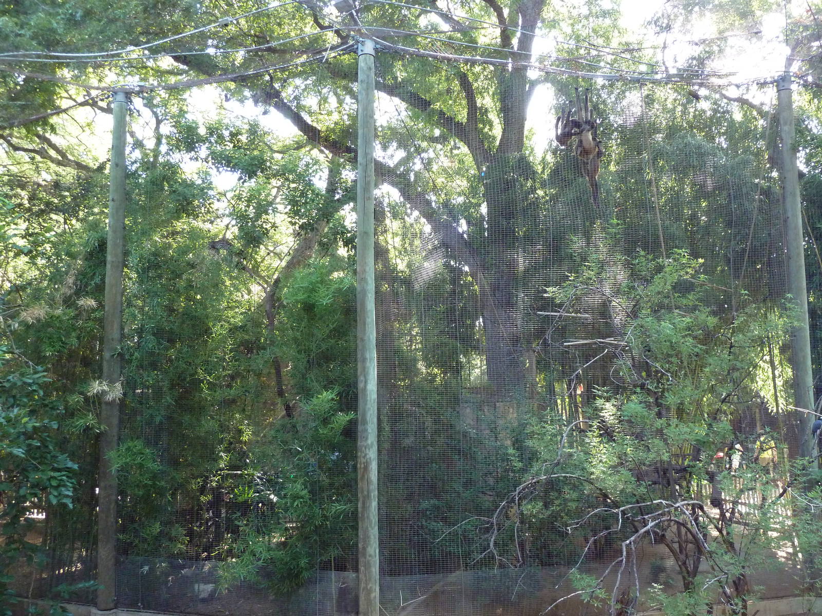 Spider Monkey Exhibit