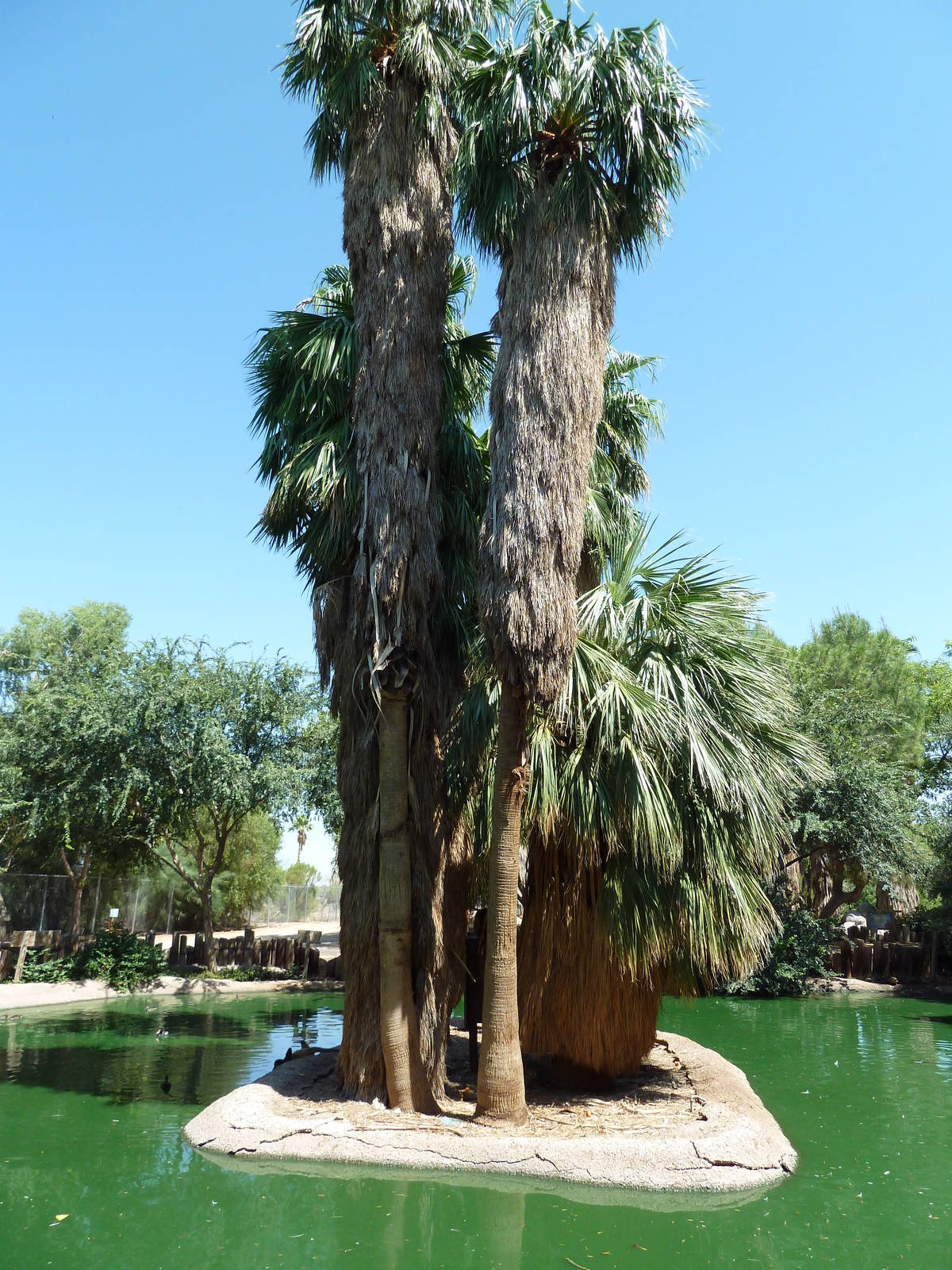 Spider Monkey Exhibit